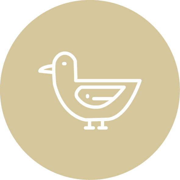 Canard